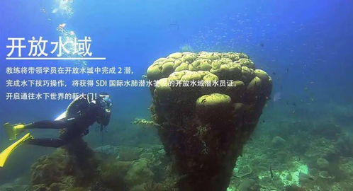 逐浪八閩 海藍(lán)時(shí)見鯨，一年四季的潛水詩(shī)篇